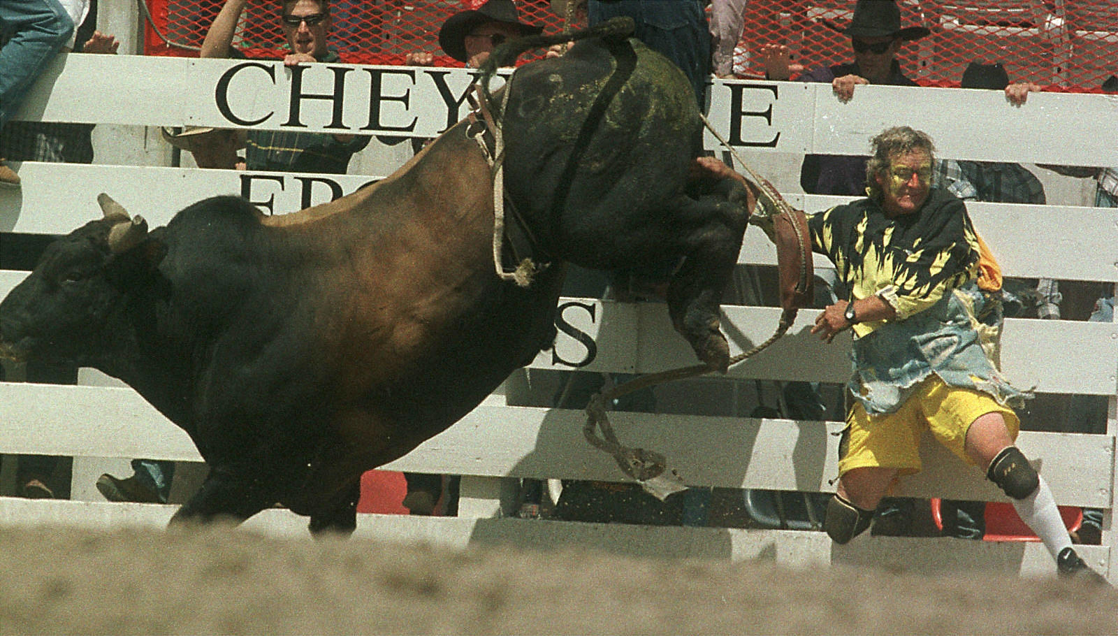 rodeo bull