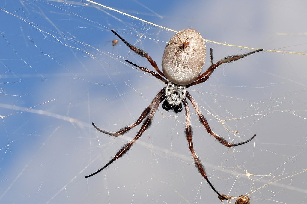 Spiders can also control disease