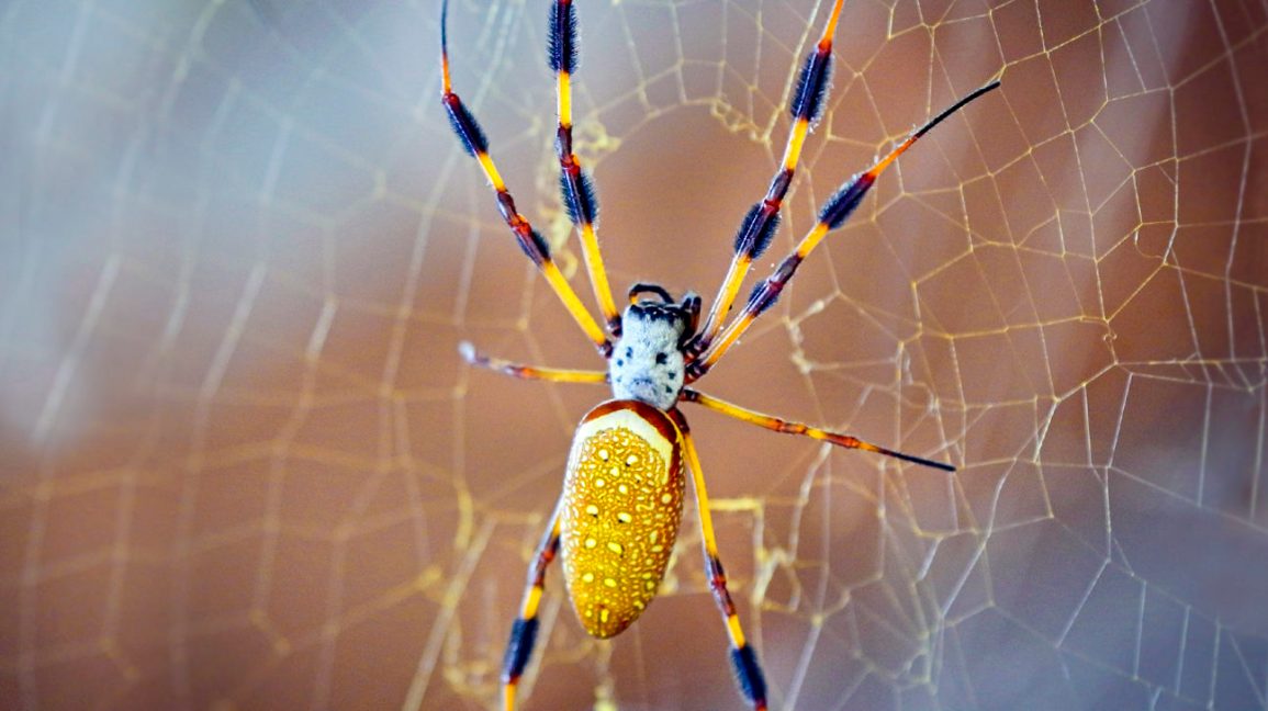 Spiders can also eliminate other spiders at home