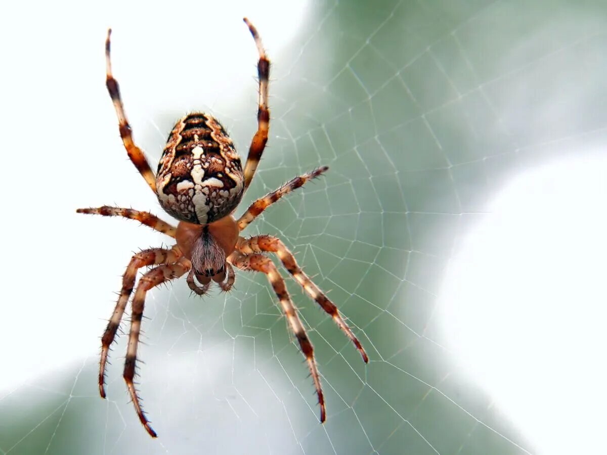 Spiders can help in controlling another annoying pest