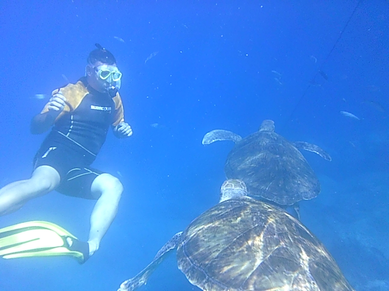 Tenerife turtles snorkeling 